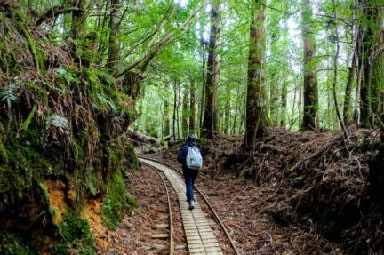 Yakushima-Jomonsugi-Anbo-Trail-770x513